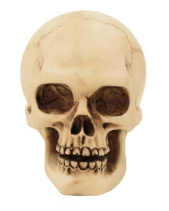 Halloween Dekorations Geschäft -Halloween Dekorations Geschäft 2er set graveyard totenkopf medium graveyard skull 2pc set medium totenschaedel kaufen 52350 03 1