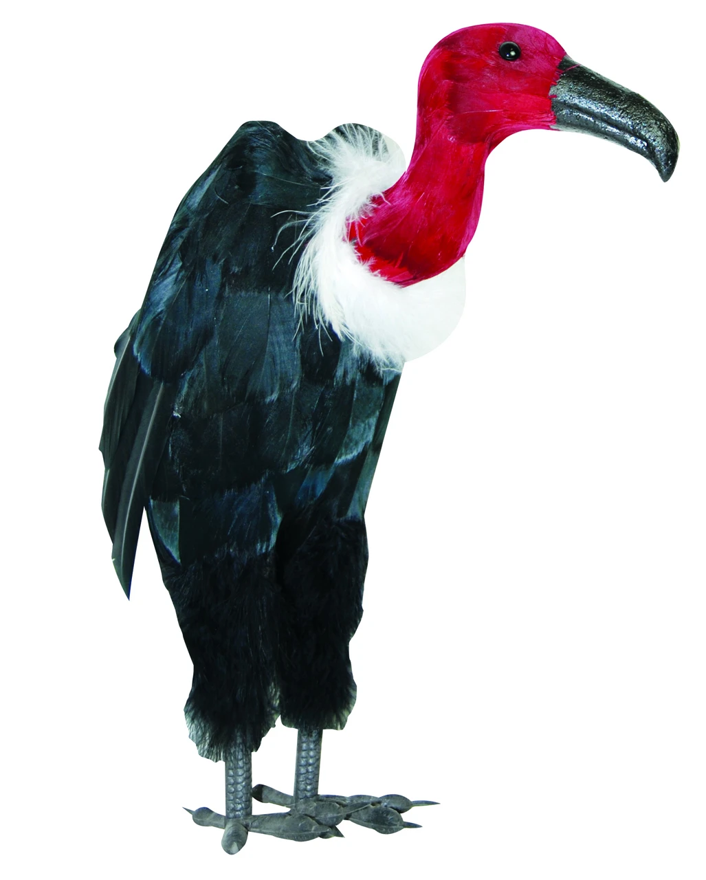 Aasgeier Mit Schwarzem Schnabel & Federn 3 Aasgeier Mit Schwarzem Schnabel & Federn