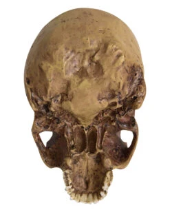 Antiker Totenschädel Ohne Unterkiefer 19cm -Halloween Dekorations Geschäft antiker totenkopf ohne unterkiefer antiker totenschaedel ohne unterkiefer gothic deko 53262 04