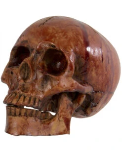 Blutiger Skull Mit Beweglichem Kiefer