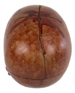 Blutiger Skull Mit Beweglichem Kiefer -Halloween Dekorations Geschäft blutiger totenkopf mit beweglichem kiefer halloween skelett dekoration totenschaedel blutig 28818 3