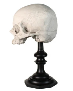J. DOE Totenschädel Auf Sockel 20cm -Halloween Dekorations Geschäft j doe totenkopf auf sockel j doe totenschaedel auf sockel j doe skull plinth gothic homware 54857 02