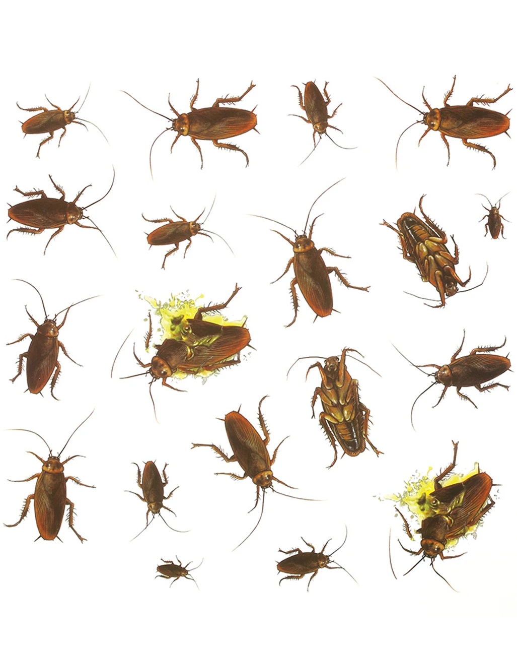 20er Pack Kakerlaken Aufkleber 3 20er Pack Kakerlaken Aufkleber