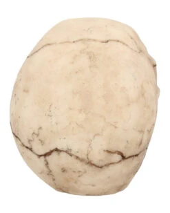 Kleiner Grinsender Totenkopf 12cm 12 Kleiner Grinsender Totenkopf 12cm -Halloween Dekorations Geschäft kleiner grinsender totenschaedel small joker skull totenkopf dekoration gothic deko 50730 05