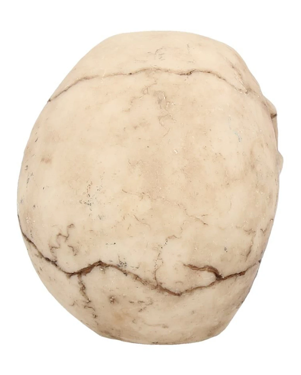 Kleiner Grinsender Totenkopf 12cm 7 Kleiner Grinsender Totenkopf 12cm – Bild 5