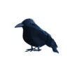 Kleiner Schwarzer Rabe 9 Cm 2 Kleiner Schwarzer Rabe 9 Cm -Halloween Dekorations Geschäft kleiner schwarzer rabe 12cm 37821