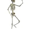 Positionierbares Halloween Skelett 160cm -Halloween Dekorations Geschäft lebensgrosses halloween skelett 160cm lifesize poese hold skeleton halloween und horror deko 53537