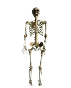 Positionierbares Halloween Skelett 160cm 7 Positionierbares Halloween Skelett 160cm -Halloween Dekorations Geschäft lebensgrosses halloween skelett 160cm lifesize poese hold skeleton halloween und horror deko 53537 2