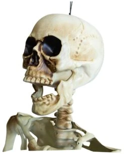 Positionierbares Halloween Skelett 160cm 8 Positionierbares Halloween Skelett 160cm -Halloween Dekorations Geschäft lebensgrosses halloween skelett 160cm lifesize poese hold skeleton halloween und horror deko 53537 3