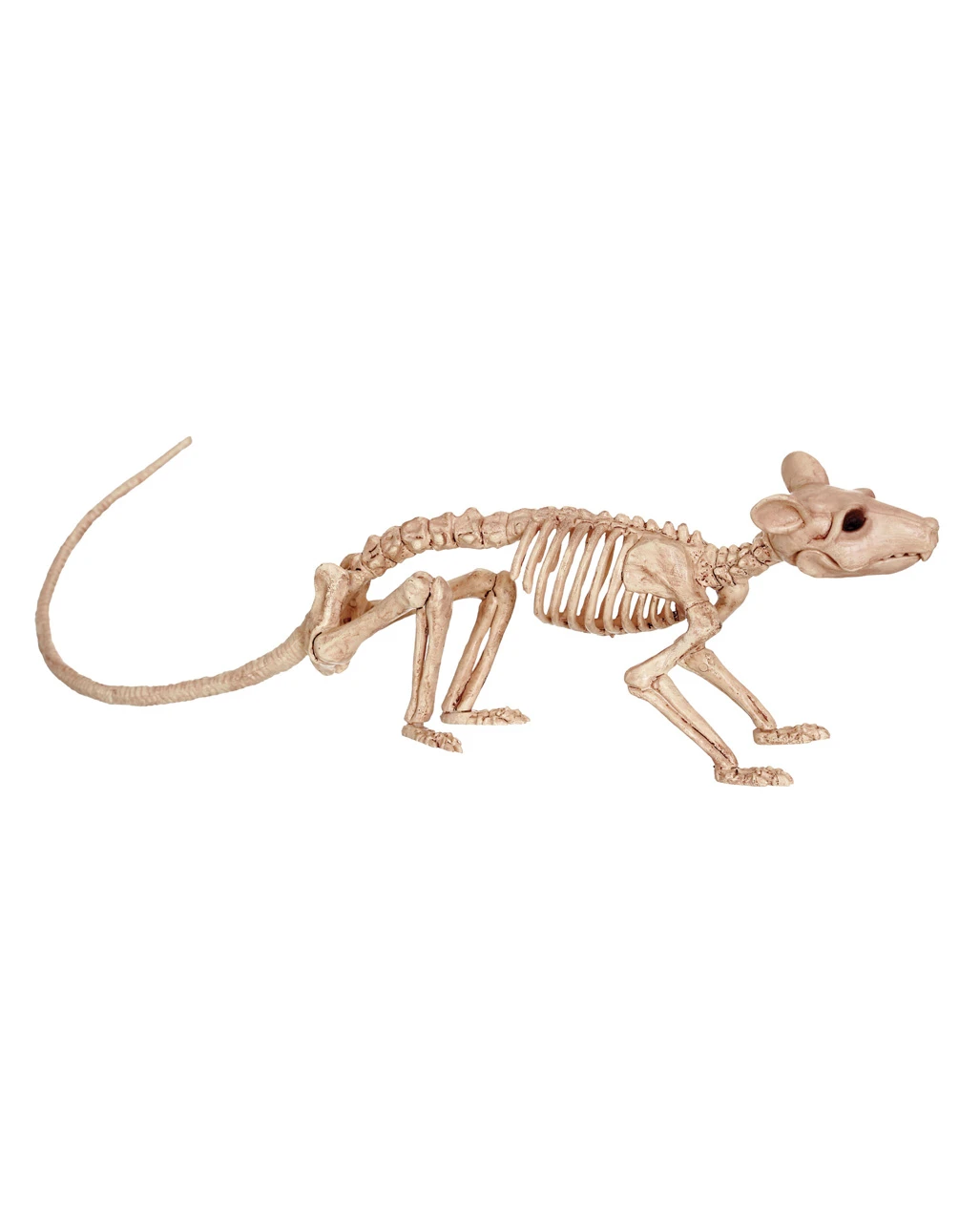 Ratten Tierskelett 3 Ratten Tierskelett