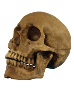Realistischer Totenschädel Polyresin