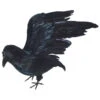 Lebensgroßer Rabe Mit Flügeln 2 Lebensgroßer Rabe Mit Flügeln -Halloween Dekorations Geschäft schwarzer rabe mit gespreizten fluegeln lebensgrosser rabe mit echten federn 21545