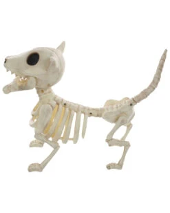 Hunde Skelett Mit Knochen 27cm 7 Hunde Skelett Mit Knochen 27cm -Halloween Dekorations Geschäft skelett hund mit knochen hunde skelett mit knochen skeleton dog with bone 52641 03