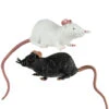 Gummi Ratte 23 Cm - Schwarz / Weiß 1 Gummi Ratte 23 Cm - Schwarz / Weiß -Halloween Dekorations Geschäft stretch ratten 23cm schwarz weiss gummiratten halloweendeko gummimaus fuer halloween 29819 neu