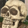 Totenschädel 32cm -Halloween Dekorations Geschäft totenkopf 32cm totenschaedel halloween dekoration skull decoration 35978