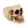 Realistische Totenschädel Schale Mit Offener Schädeldecke 2 Realistische Totenschädel Schale Mit Offener Schädeldecke -Halloween Dekorations Geschäft totenschaedel schale mit offener schaedeldecke realistic skull mug morbide gothic deko halloween deko totenschaedel 39289