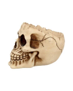 Realistische Totenschädel Schale Mit Offener Schädeldecke -Halloween Dekorations Geschäft totenschaedel schale mit offener schaedeldecke realistic skull mug morbide gothic deko halloween deko totenschaedel 39289 4