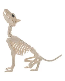Werwolf Skelett 70cm -Halloween Dekorations Geschäft werwolf skelett werwolf skeleton halloween skelett halloween deko 52649 03